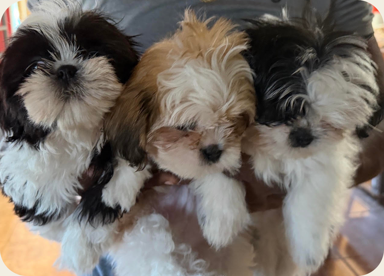 Puppies